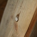 Stöpsel der Xylamon-Impfung in den Sparren